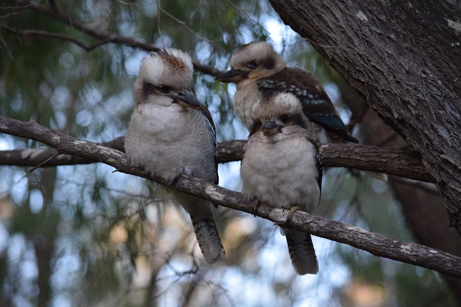 Kookaburra Laughing-015.JPG